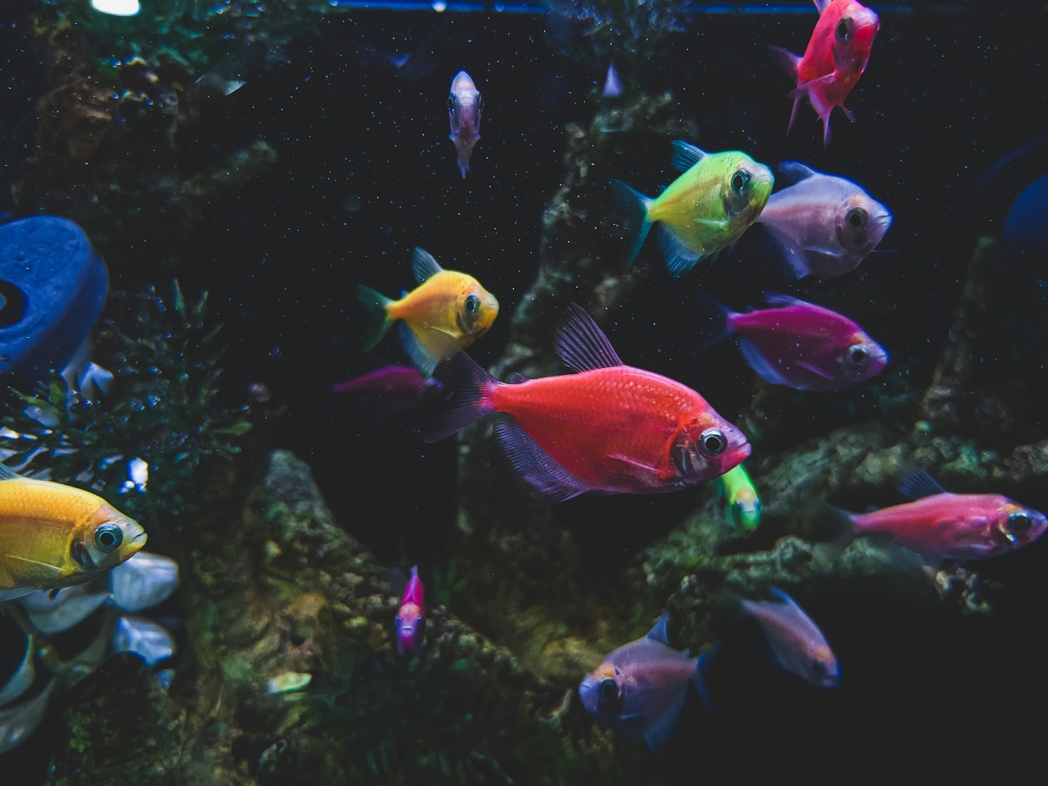 How to Set Up the Perfect Aquarium for Corydoradinae