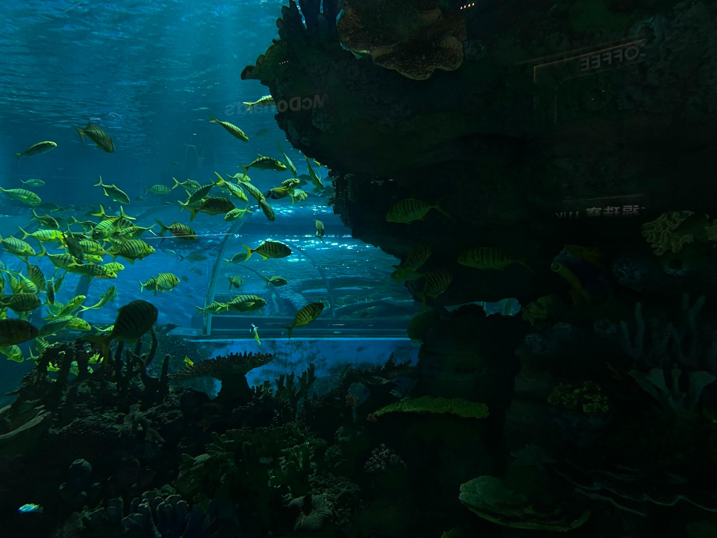 Corydoradinae Species: Profiles and Care Tips